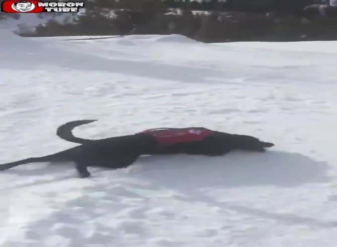 Video: A rescued dog enjoys itself in the snow